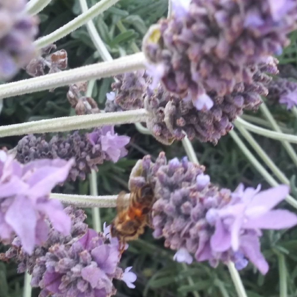 Meet your Posher, Nadia